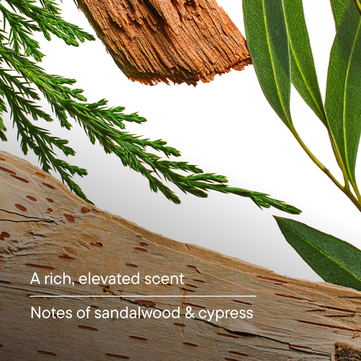 Close-up of sandalwood and cypress with text on a white background