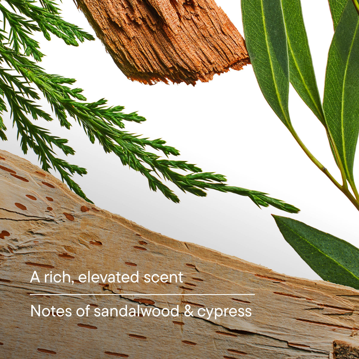 Close-up of sandalwood and cypress with text " A rich, elevated scent. Notes of sandalwood & cypress"