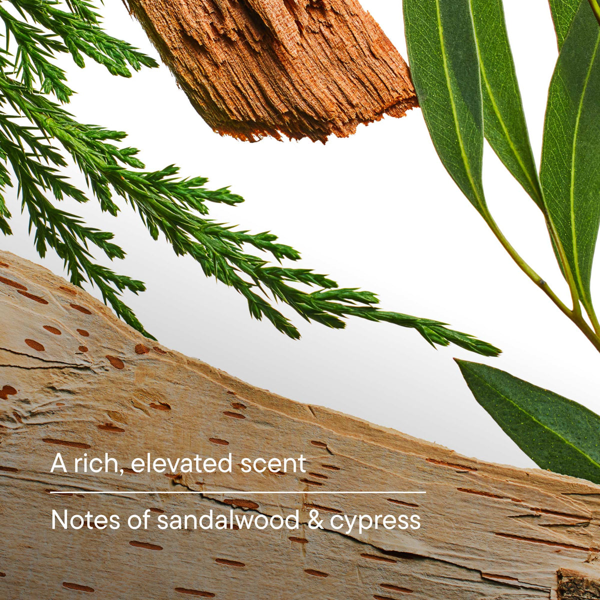 Close-up of sandalwood and cypress with text overlay on a white background
